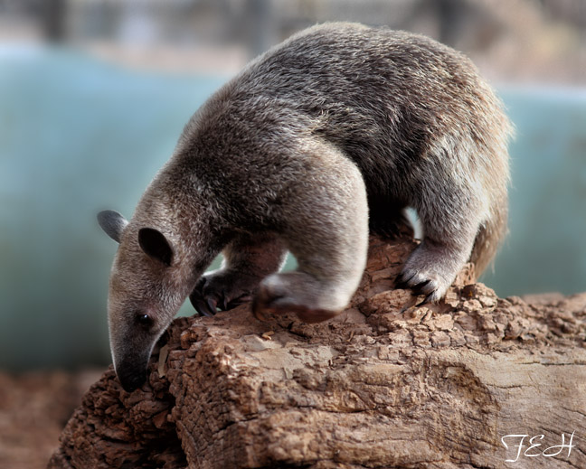 southern tamandua - 3 months