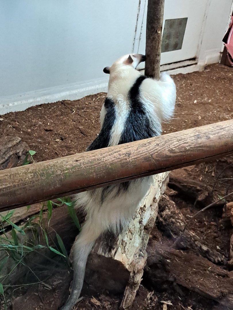 Southern tamandua- 5/1/2025