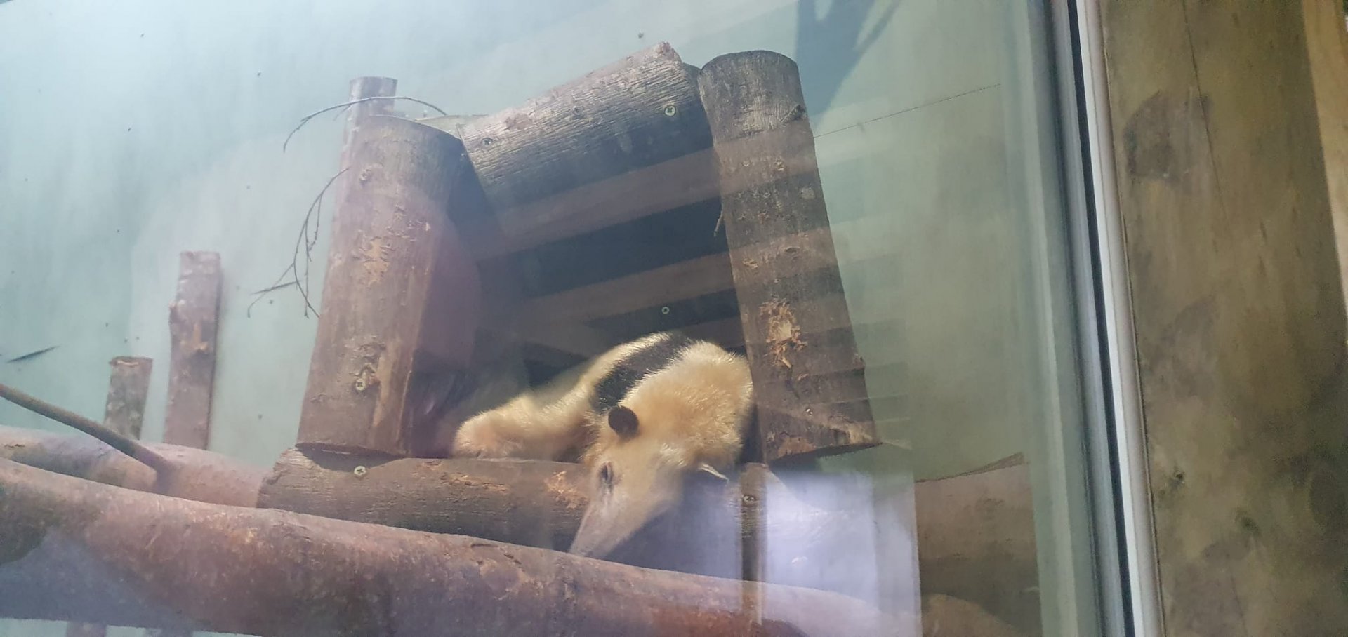 Southern Tamandua 8/7/23