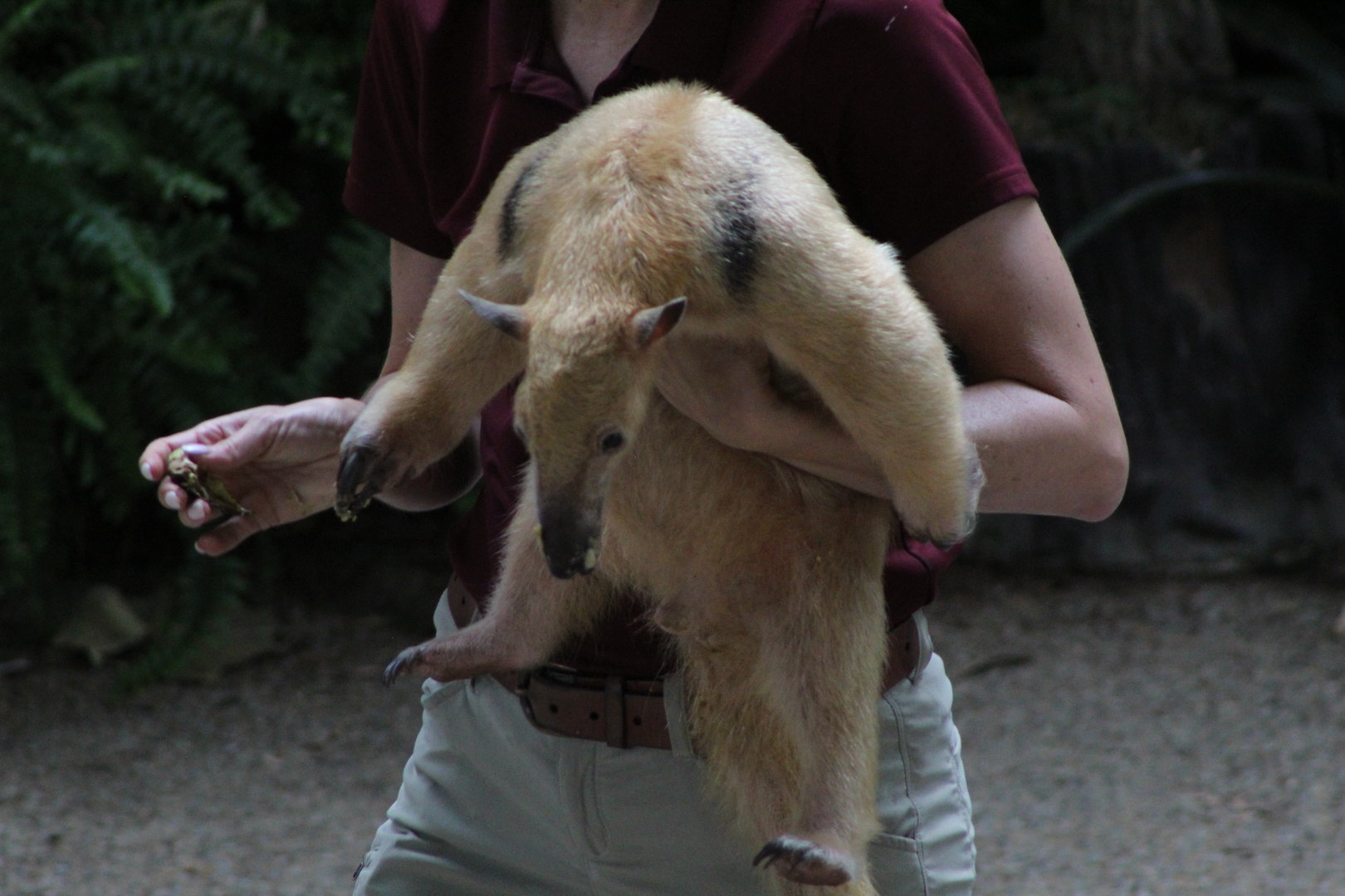 Southern Tamandua Ambassador