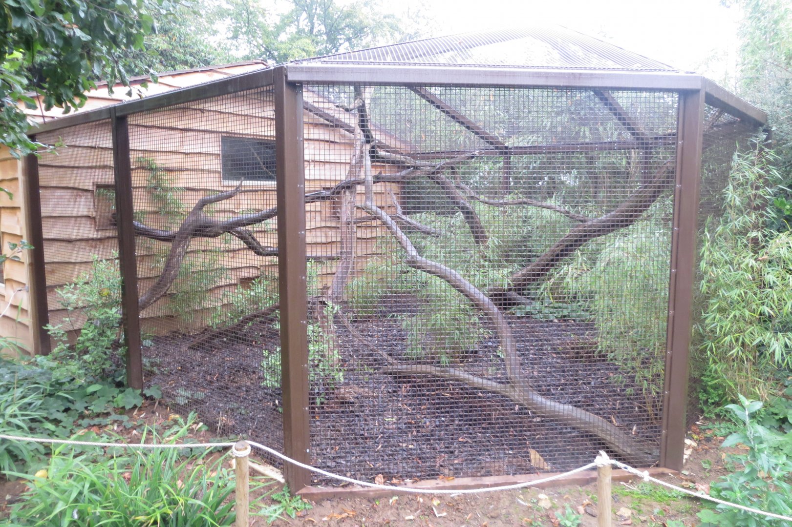 Southern tamandua and Six-banded armadillo outdoors 071019