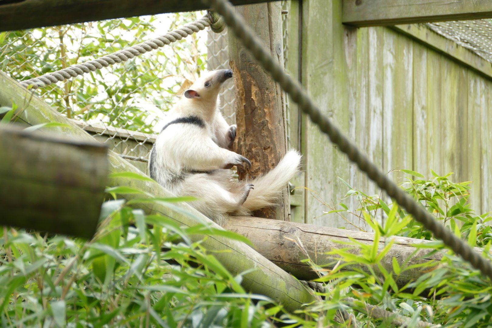 Southern Tamandua, April 2022