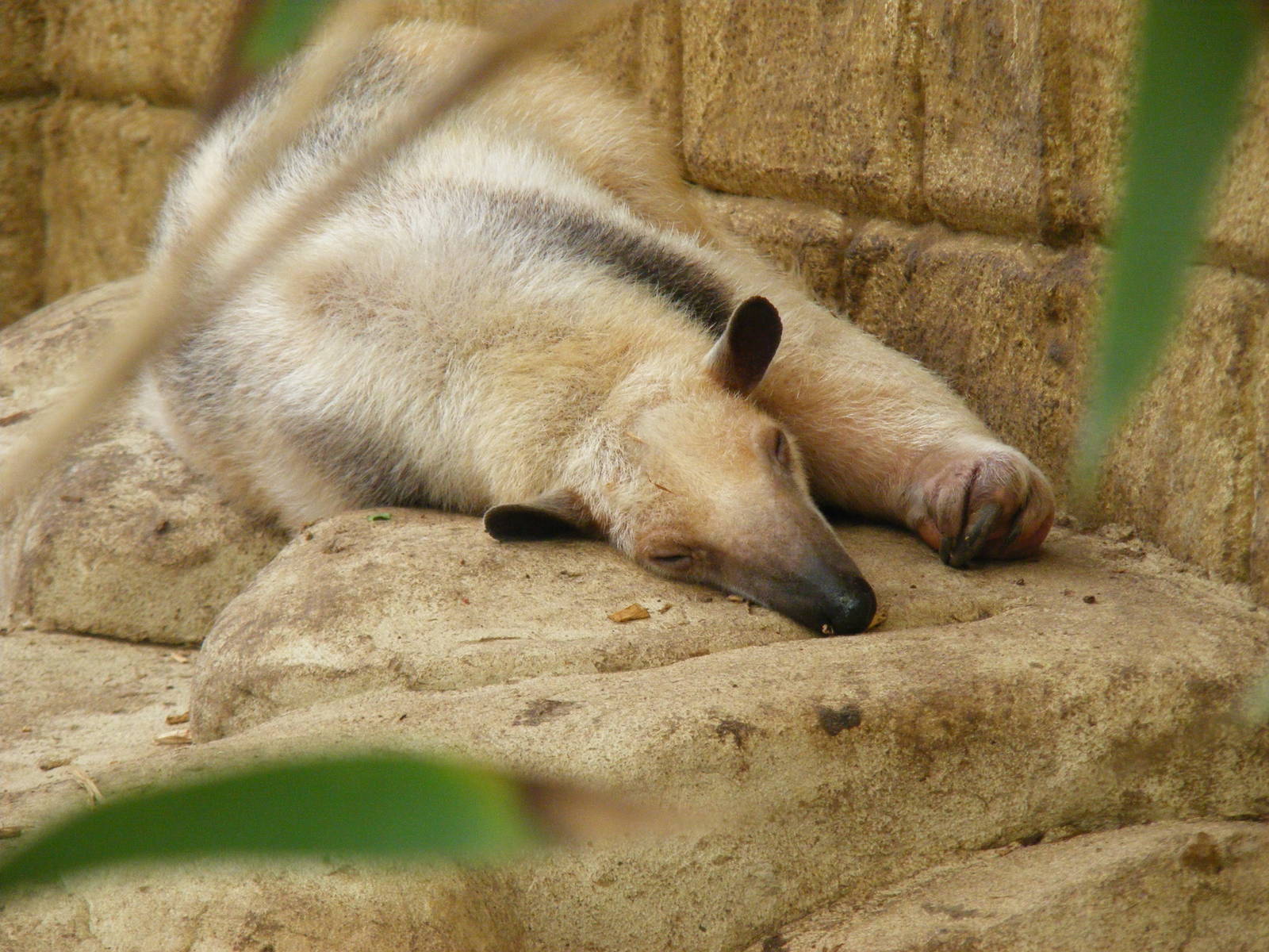 Southern tamandua at Amazon World, 5 April 2010