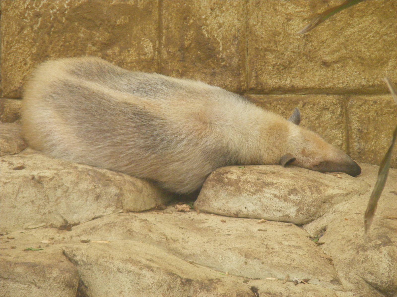 Southern tamandua at Amazon World, 5 April 2010
