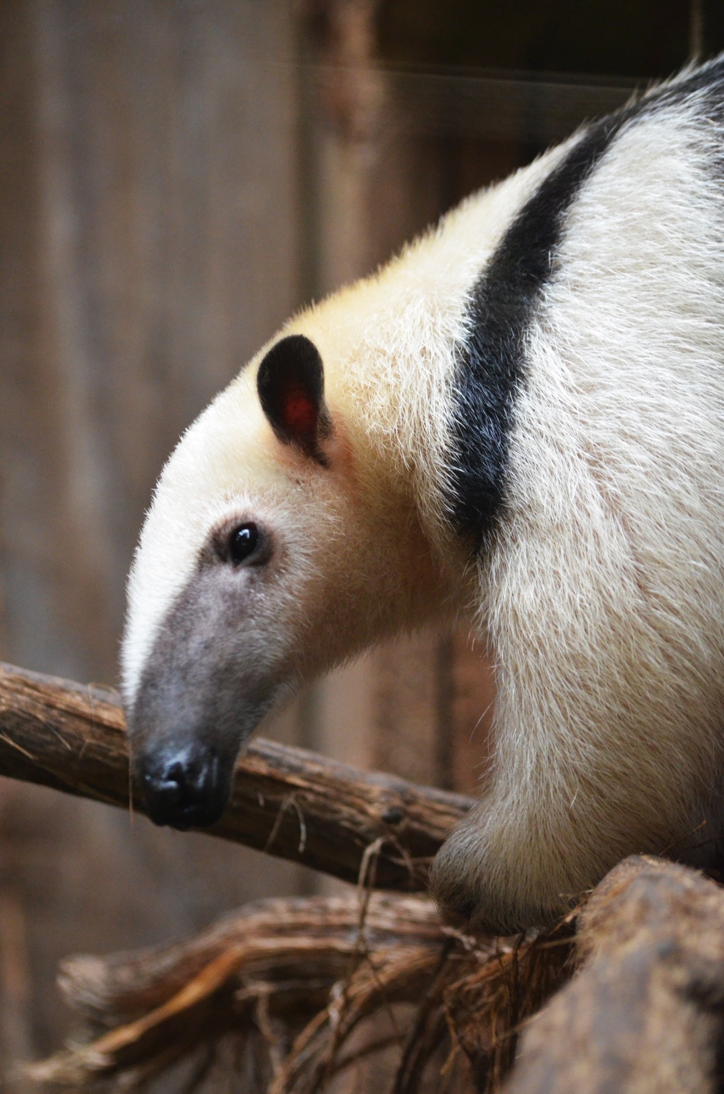 Southern Tamandua at Biotropica, 16/06/18