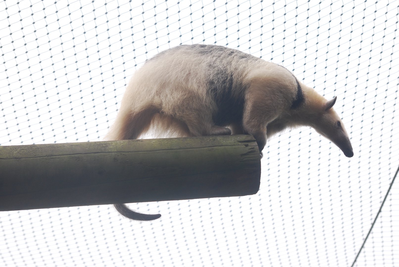 Southern tamandua at Colchester Zoo, 21/9/2020