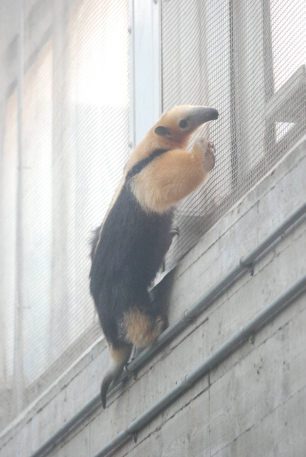 Southern Tamandua at London, 16/11/11