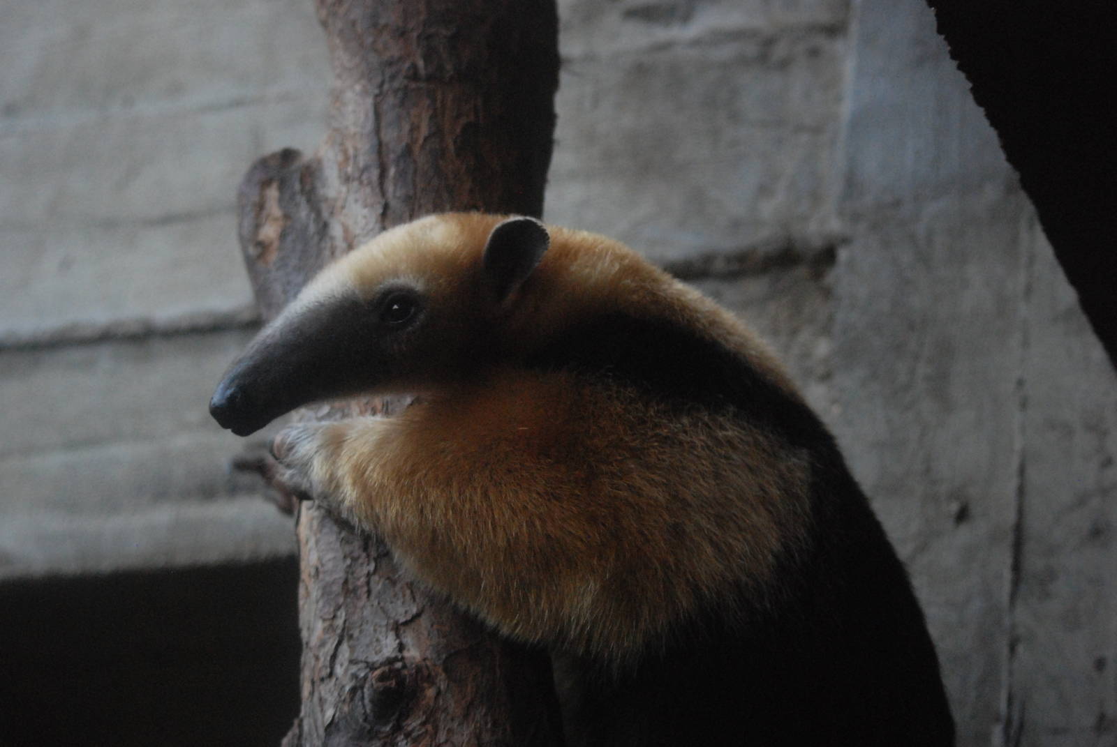 Southern Tamandua at London, 16/11/11