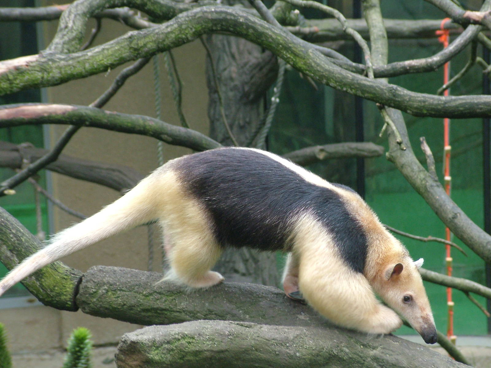 Southern Tamandua at Olomouc 30/05/09