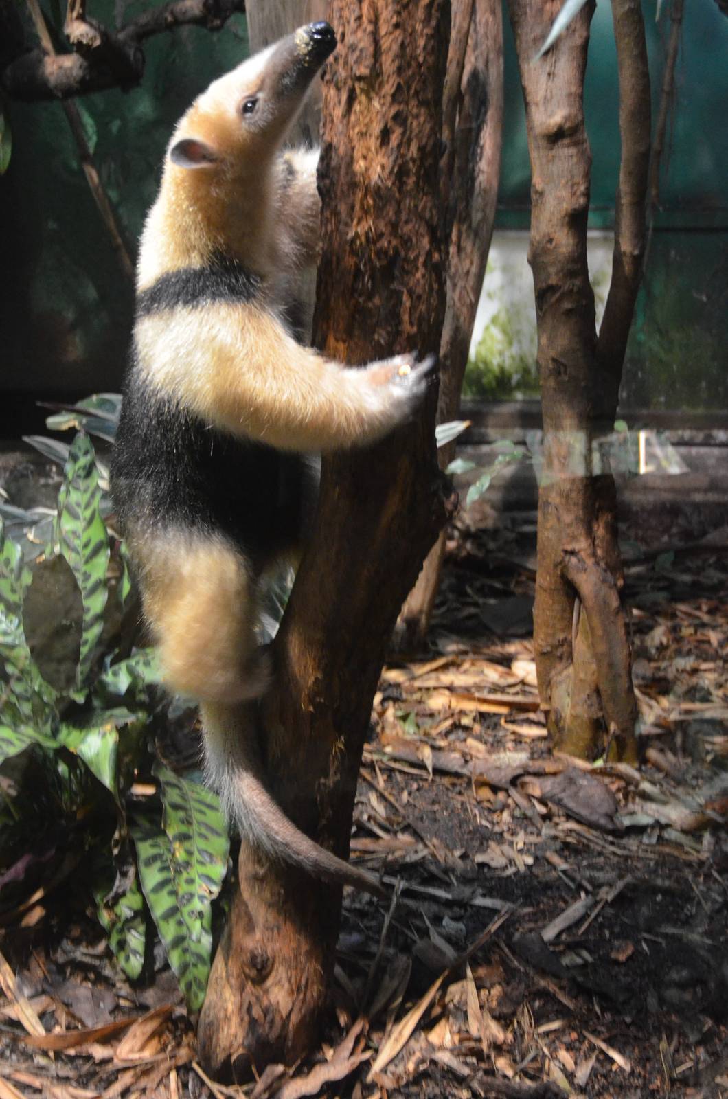 Southern Tamandua at Zurich Zoo, 12/09/16