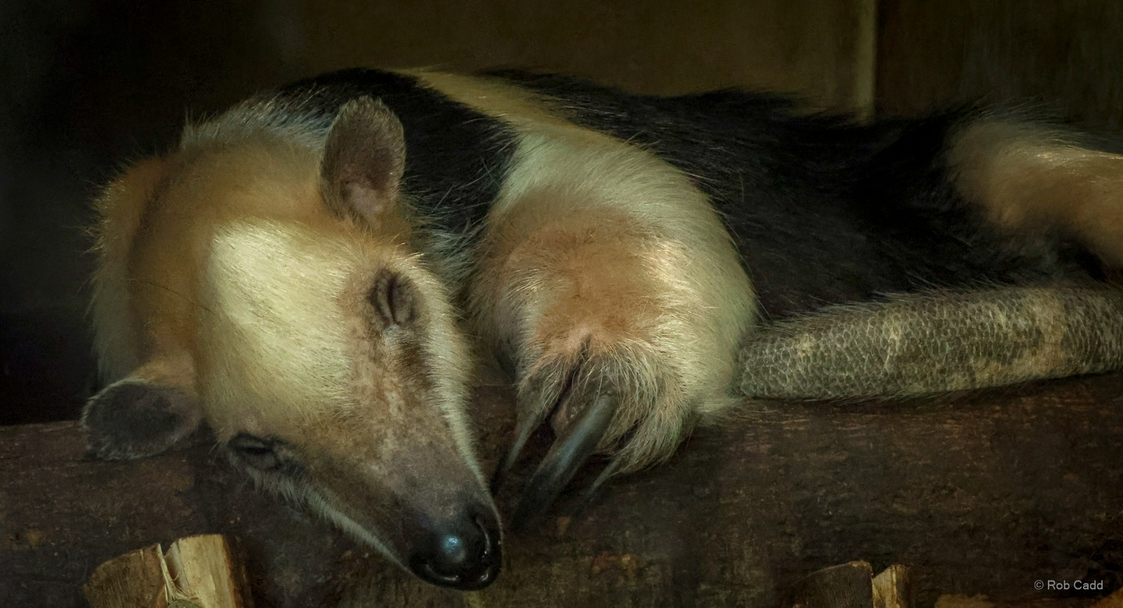 Southern tamandua : Chester Zoo : 24 Jun 2024