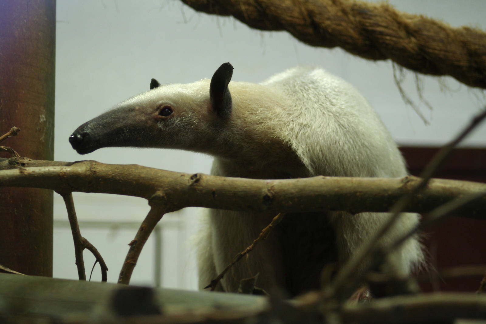 Southern Tamandua @ Colchester, 23.10.2012