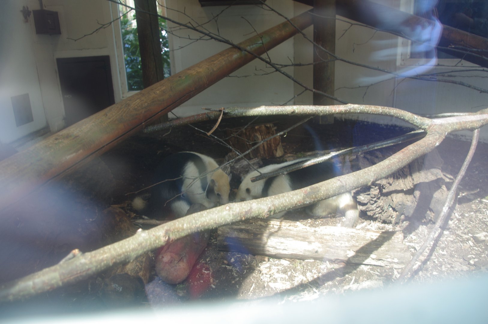 Southern Tamandua- Colchester Zoo 14/4/2022