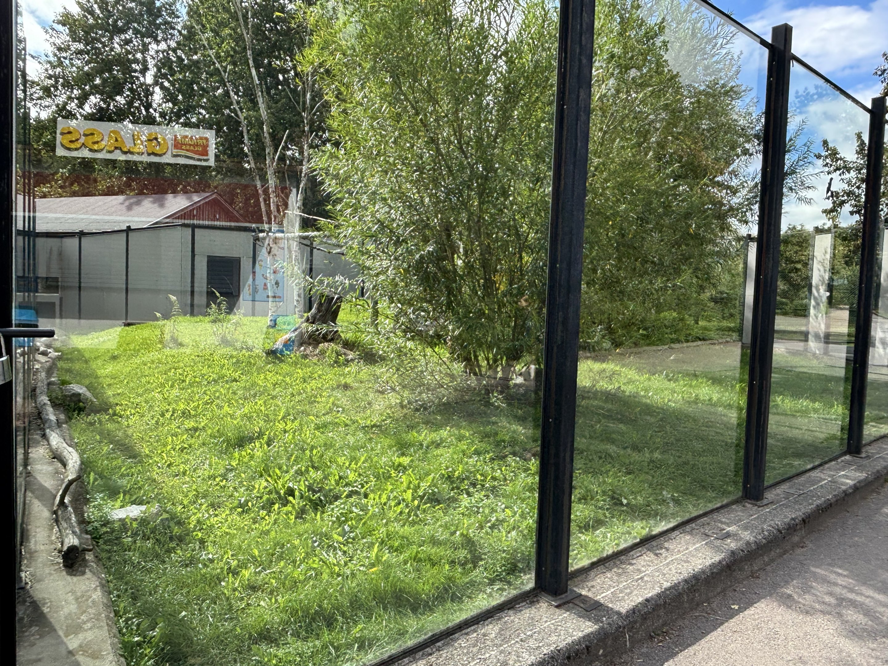 Southern tamandua complex