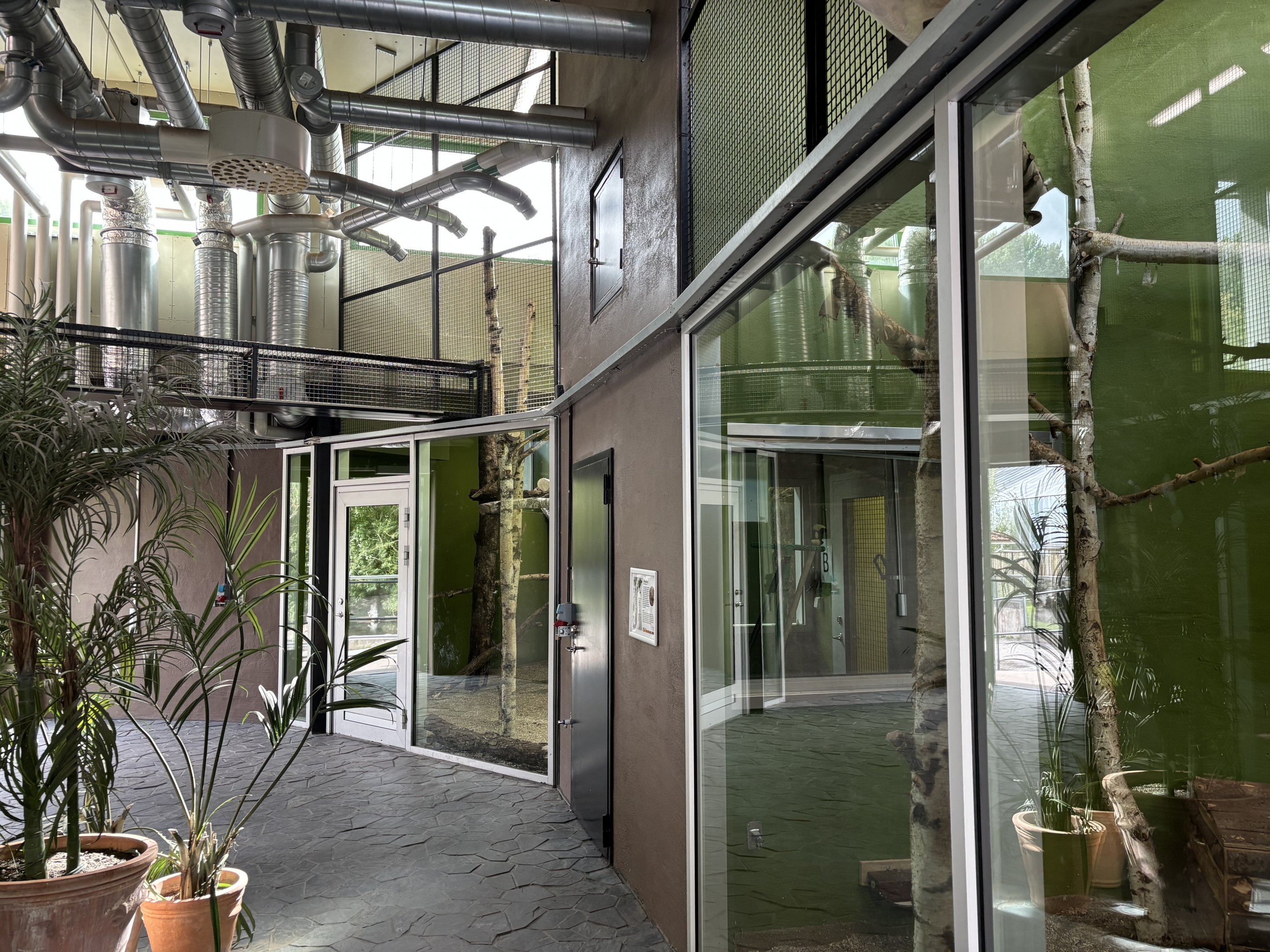 Southern tamandua complex