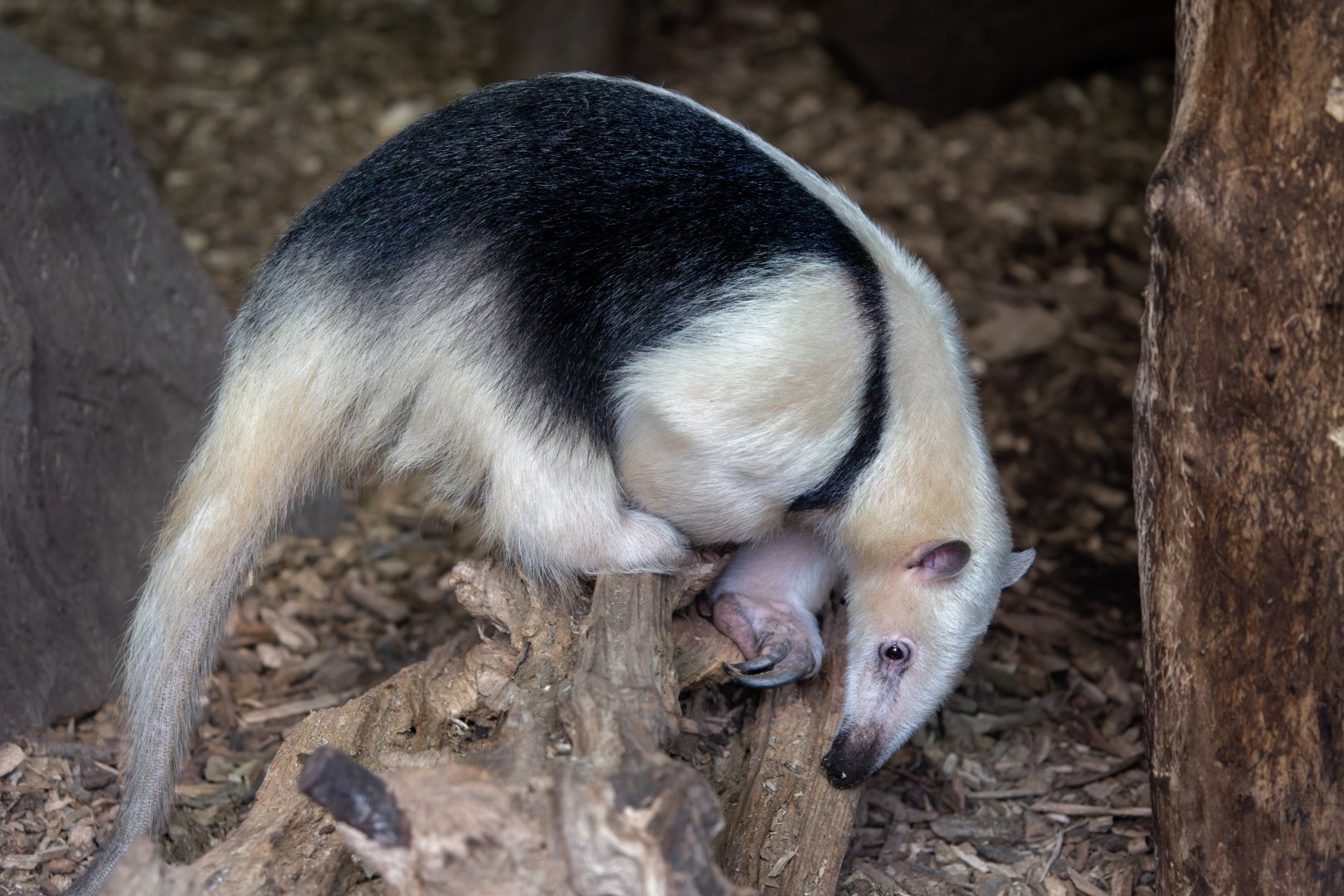 Southern Tamandua / Cotswold Wildlife Park / 5-4-23