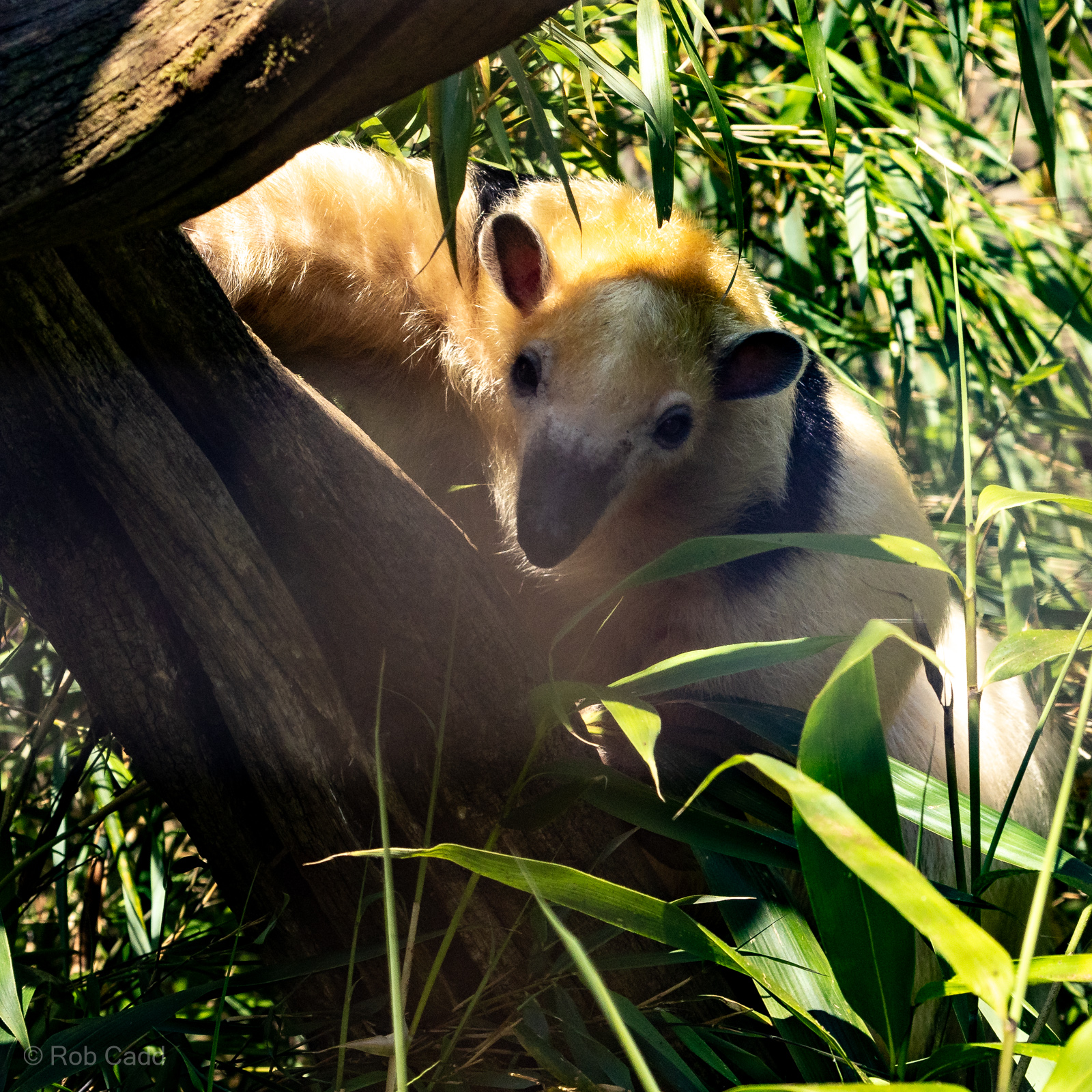 Southern tamandua : Cotswold WP : 09 May 2024