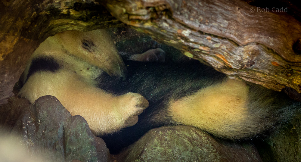 Southern tamandua : Cotswold WP : 12 Jul 2019