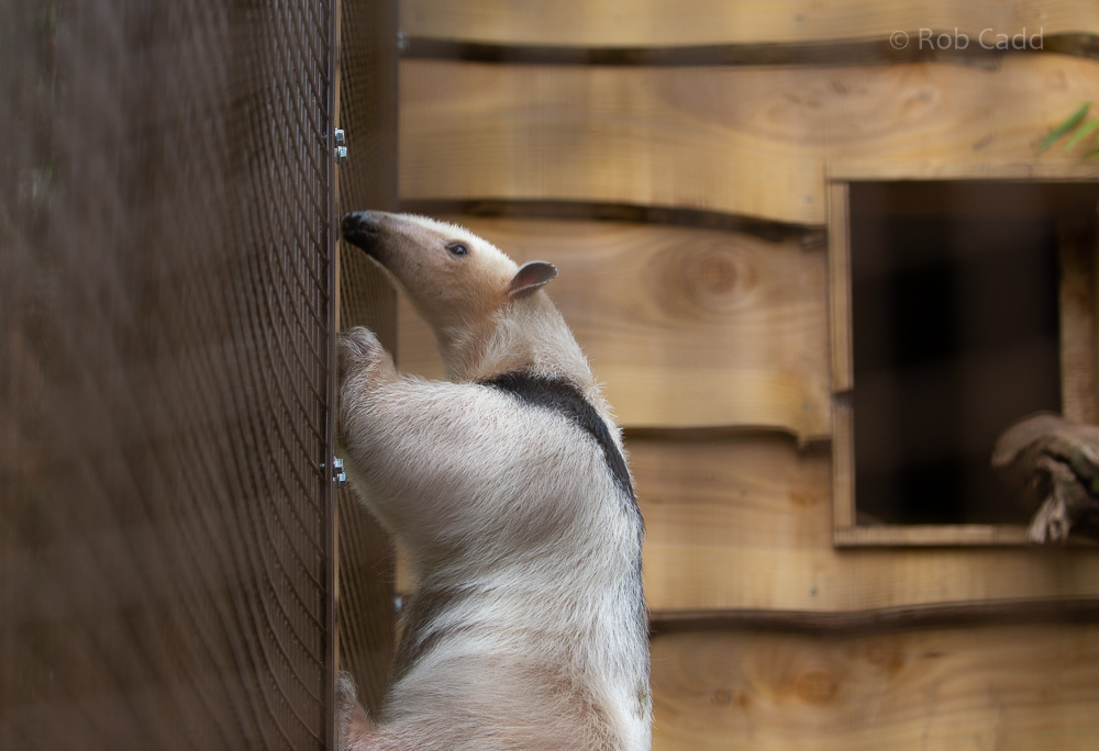 Southern tamandua : Cotswold WP : 14 Jun 2019