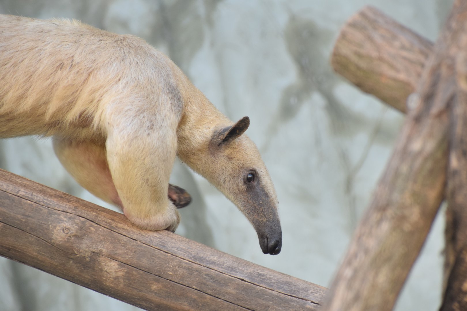 Southern tamandua - EkoPark Piešťany