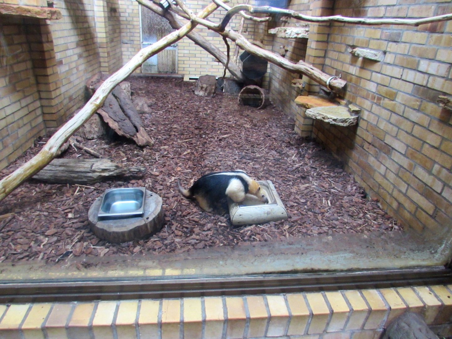 Southern Tamandua enclosure