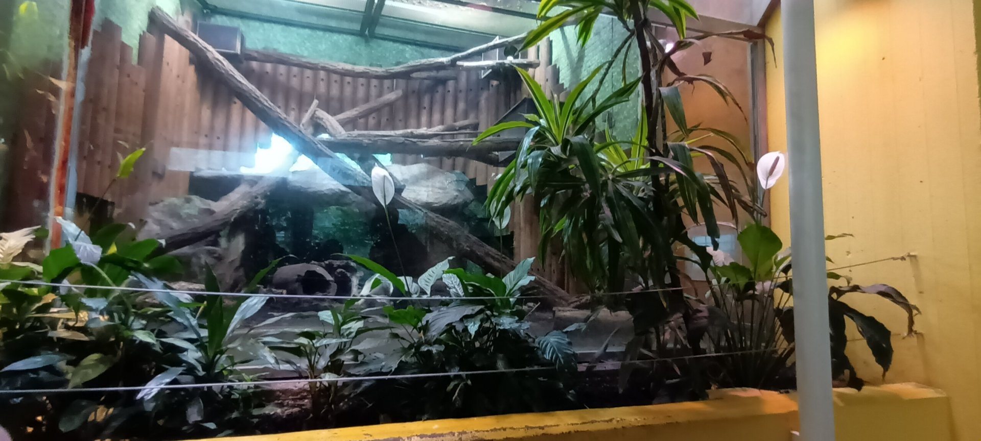 Southern Tamandua Enclosure