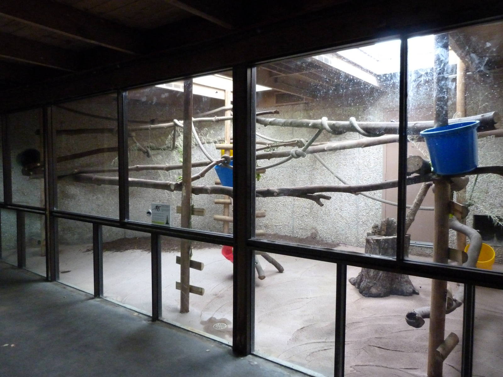 Southern Tamandua Exhibit (8-29-13)