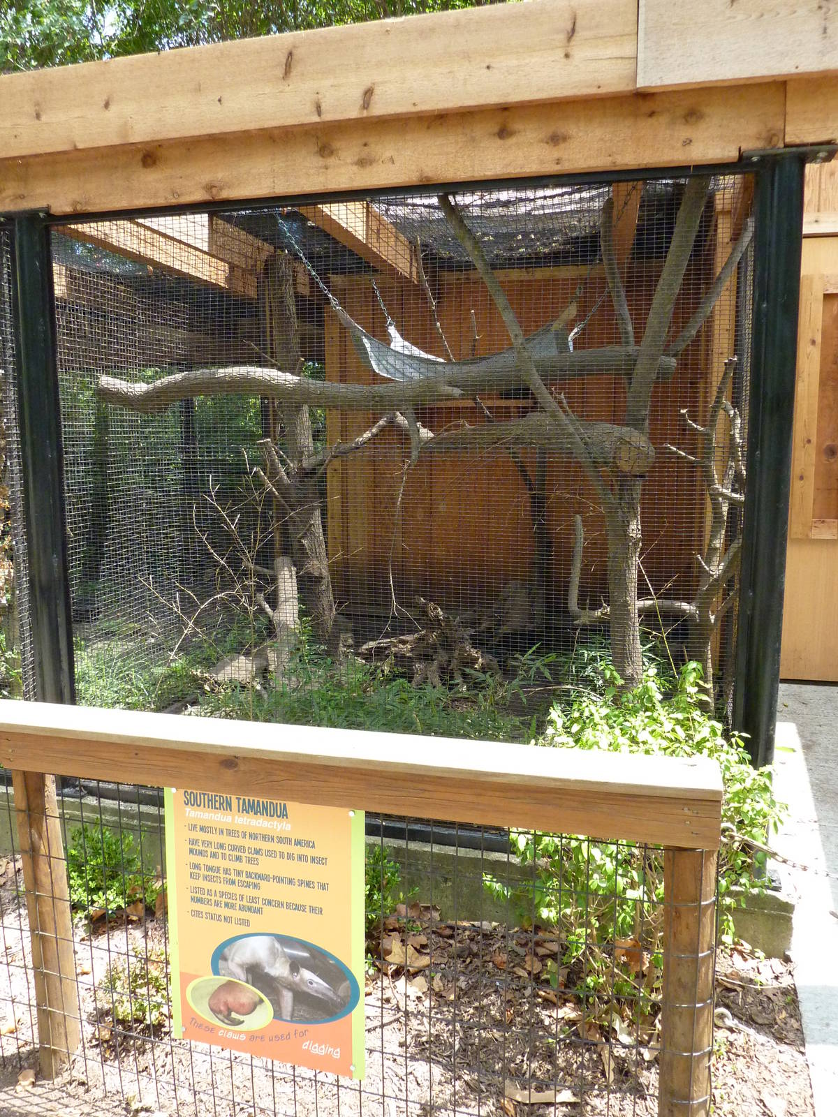 Southern Tamandua Exhibit