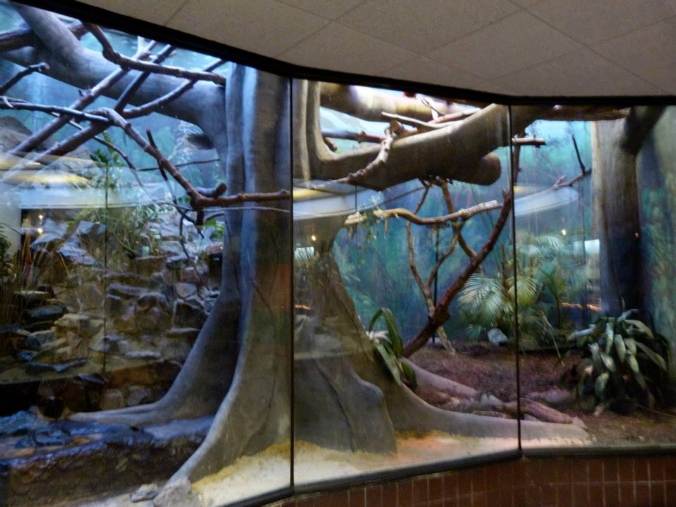 Southern Tamandua Exhibit