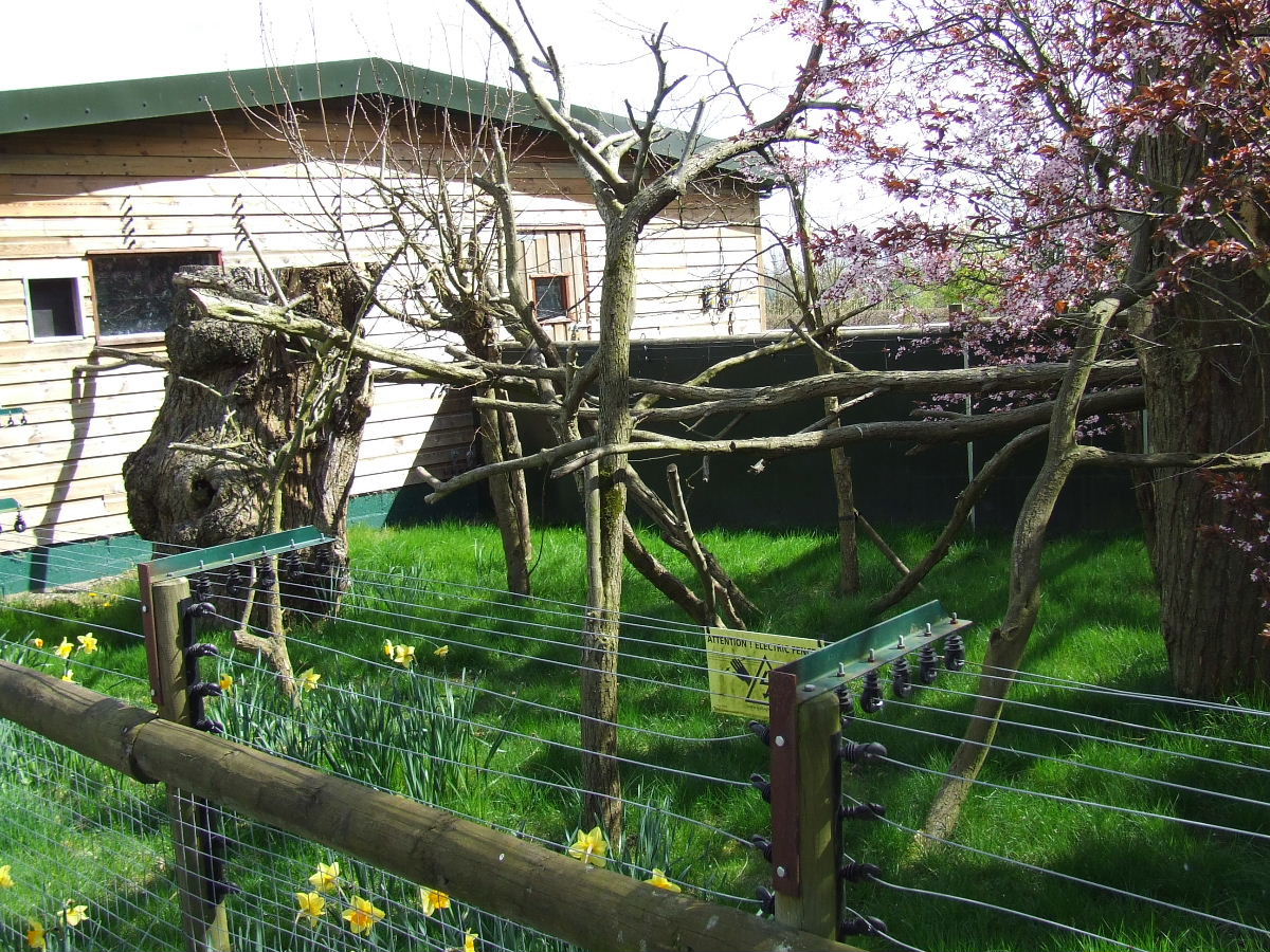 Southern Tamandua exhibit