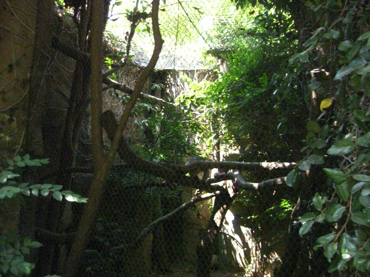 Southern Tamandua Exhibit