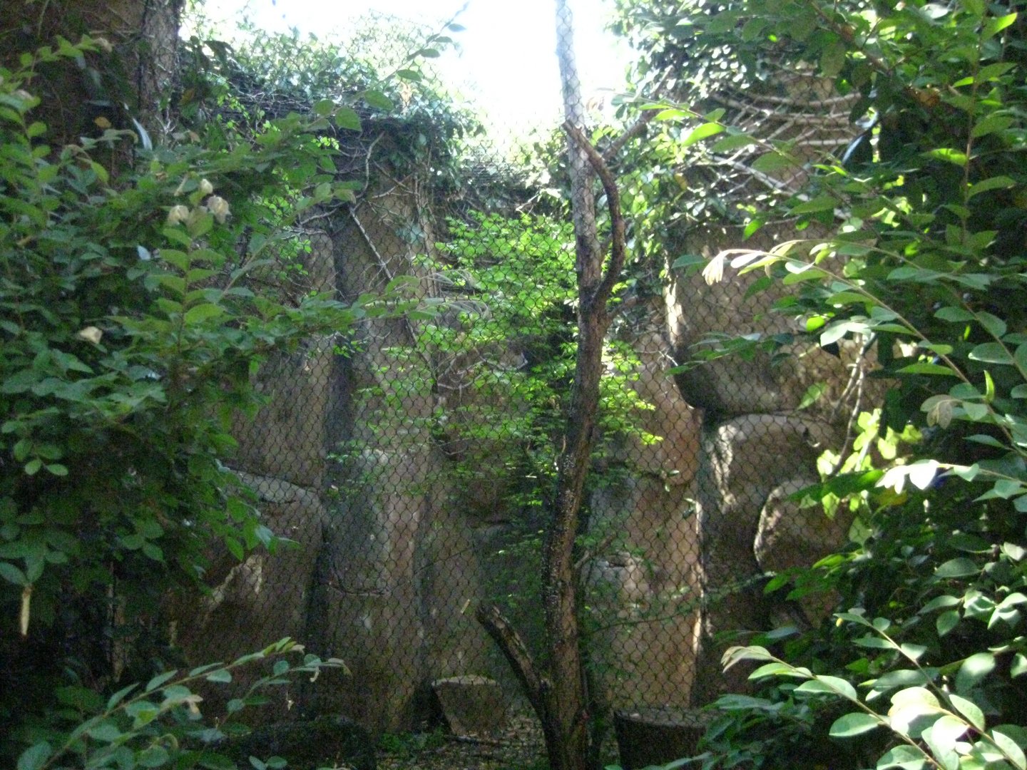 Southern Tamandua Exhibit