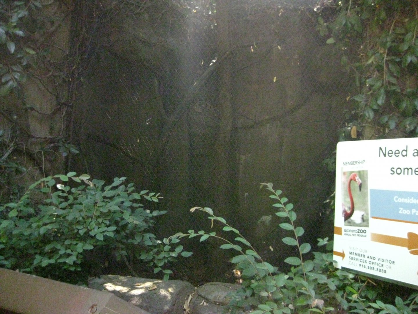 Southern Tamandua Exhibit