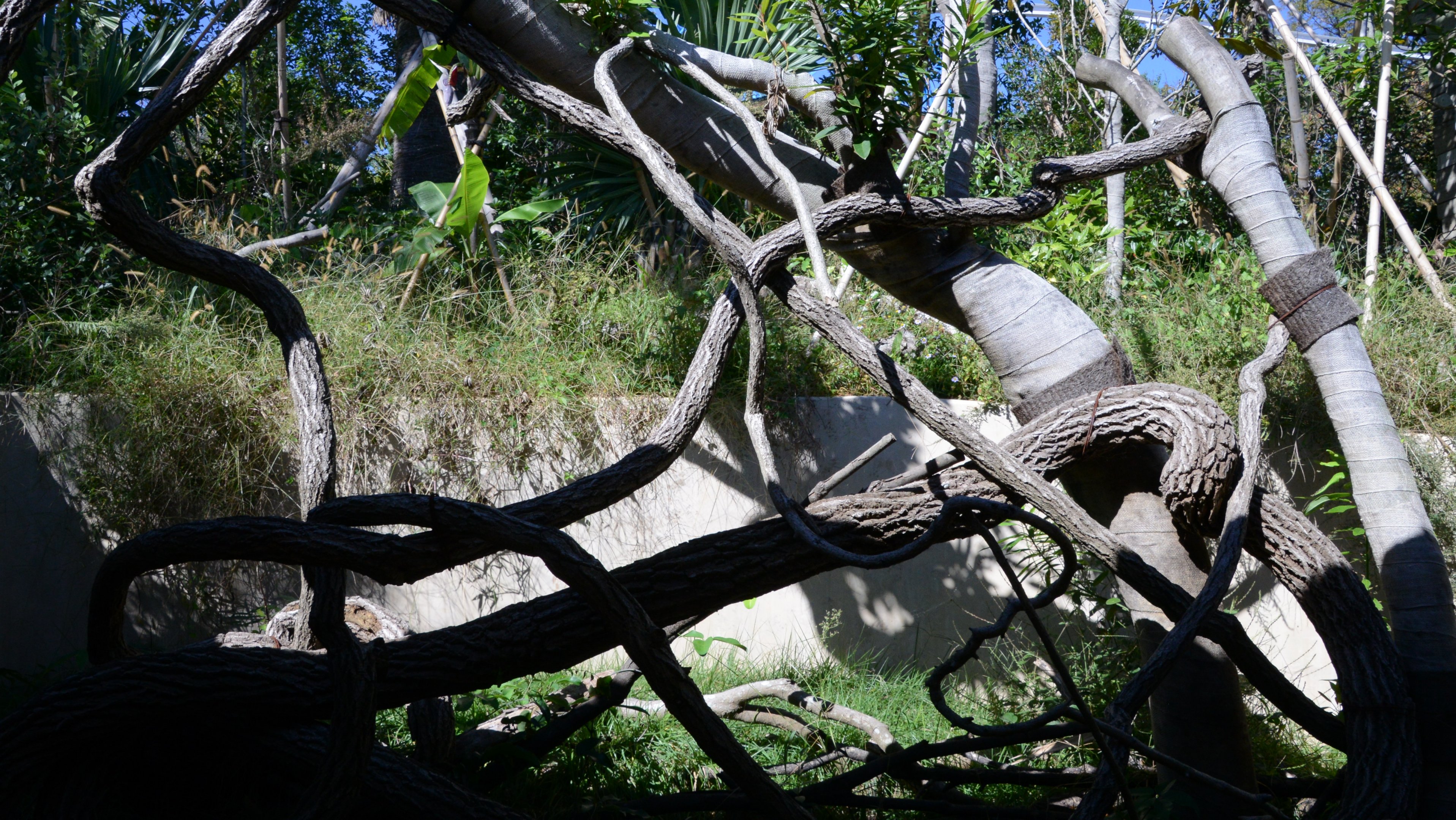 Southern tamandua Exhibit