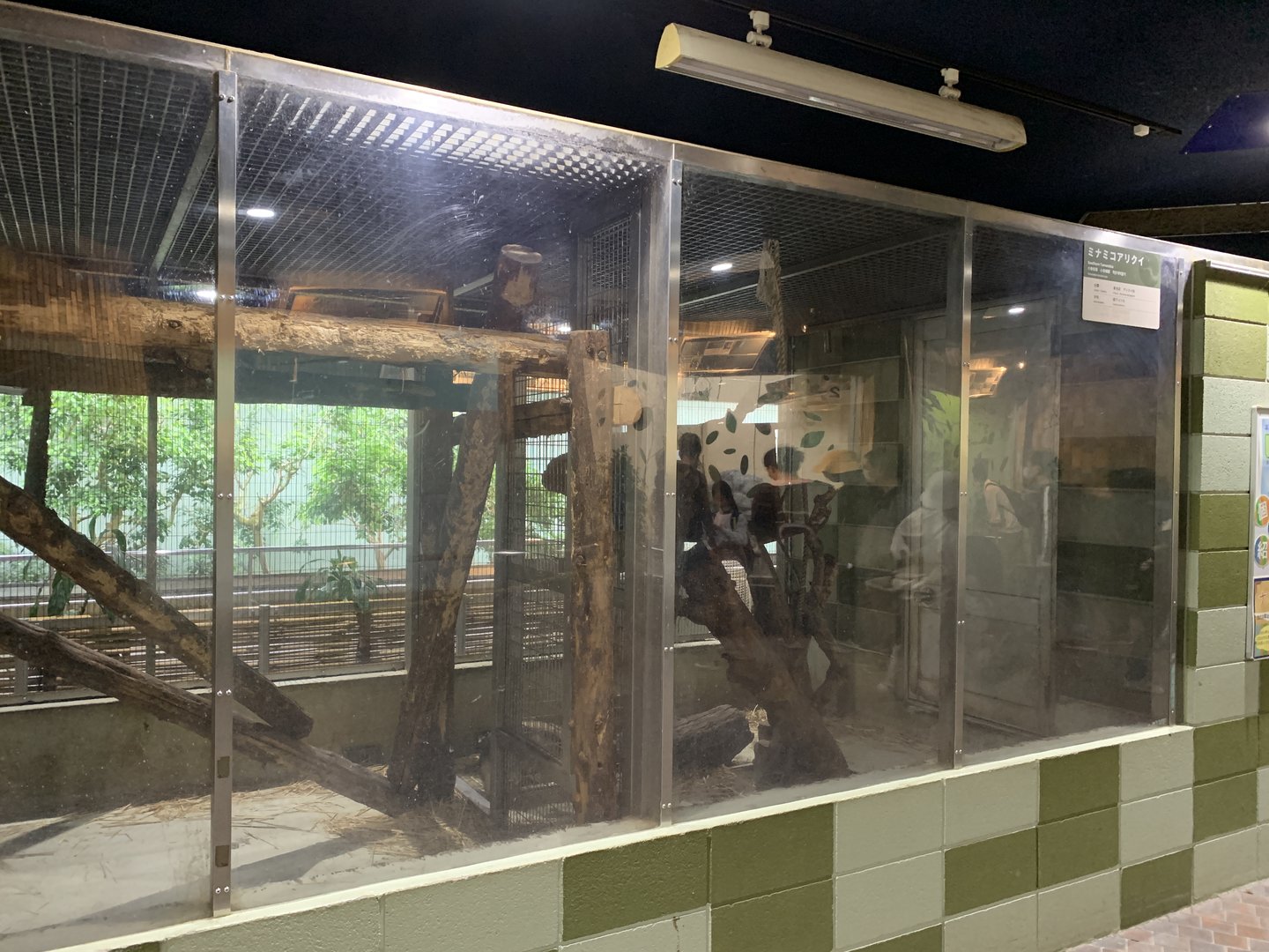 Southern Tamandua Exhibit