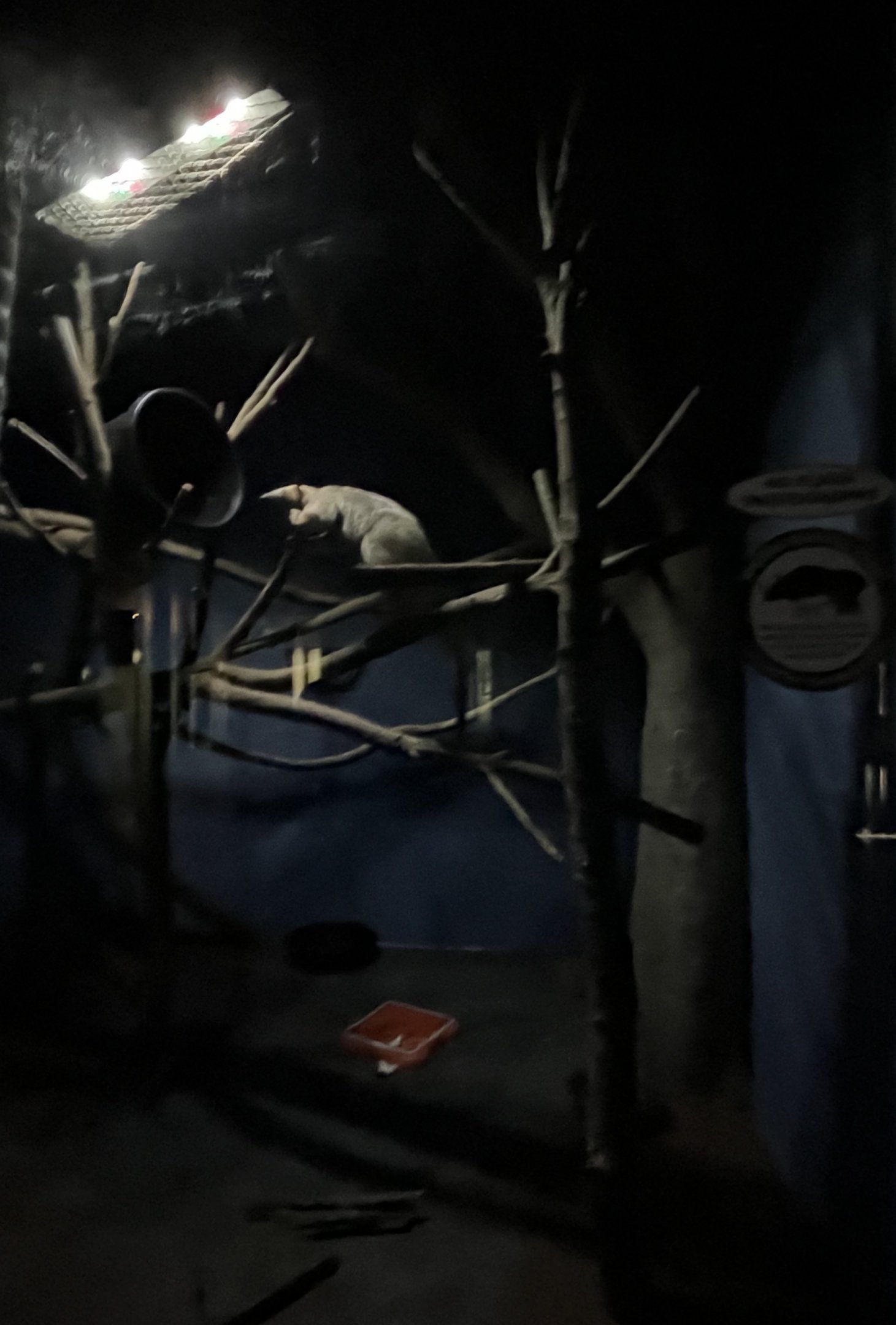 Southern tamandua exhibit