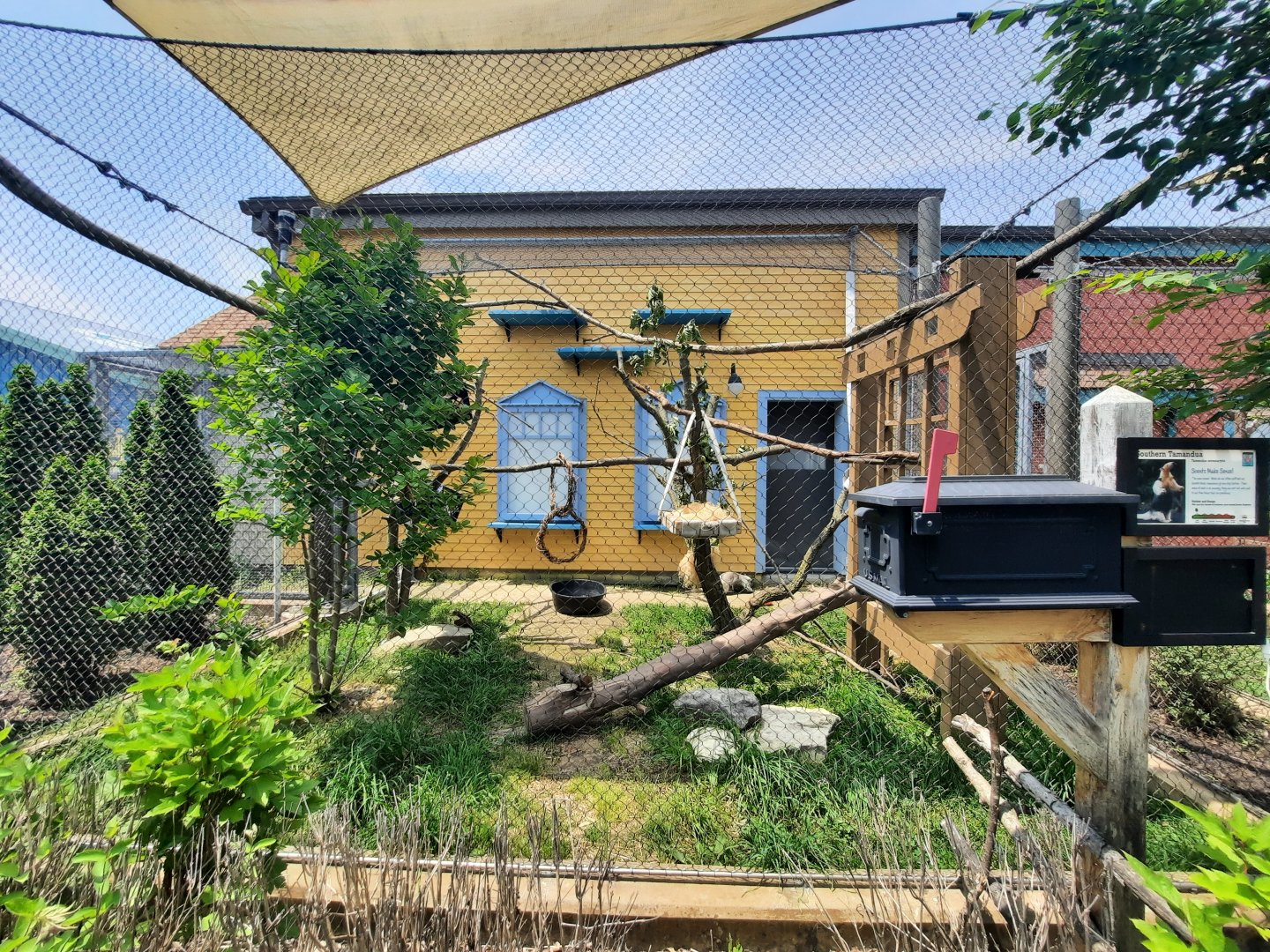 Southern Tamandua Exhibit