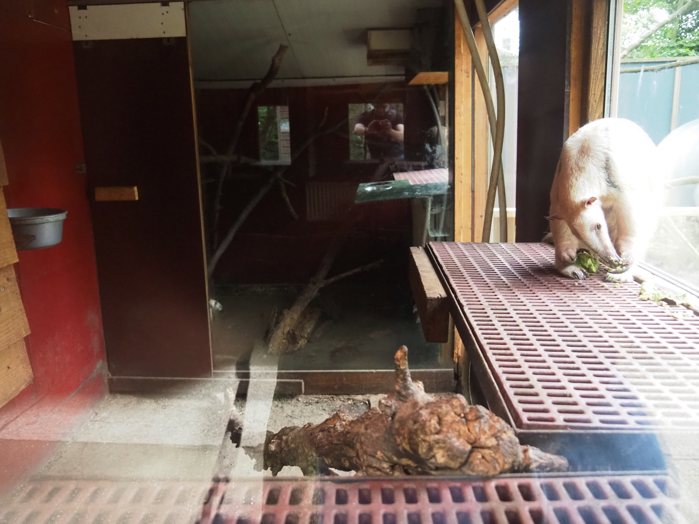 Southern tamandua exhibits, 2019-05-25