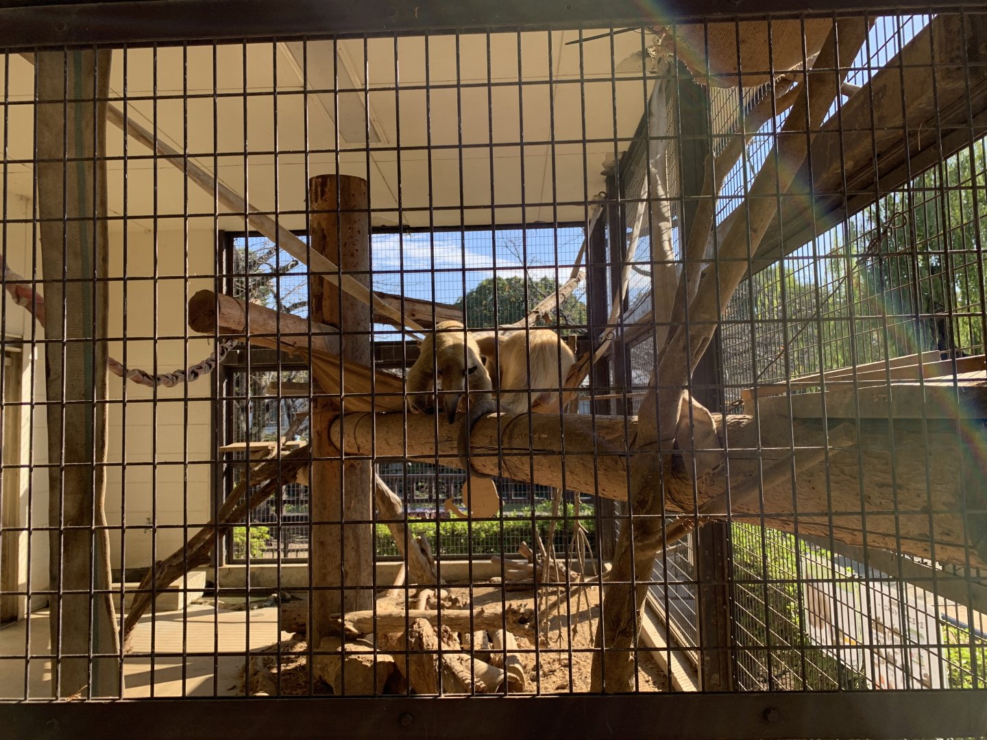 Southern Tamandua (Himeji City Zoo)