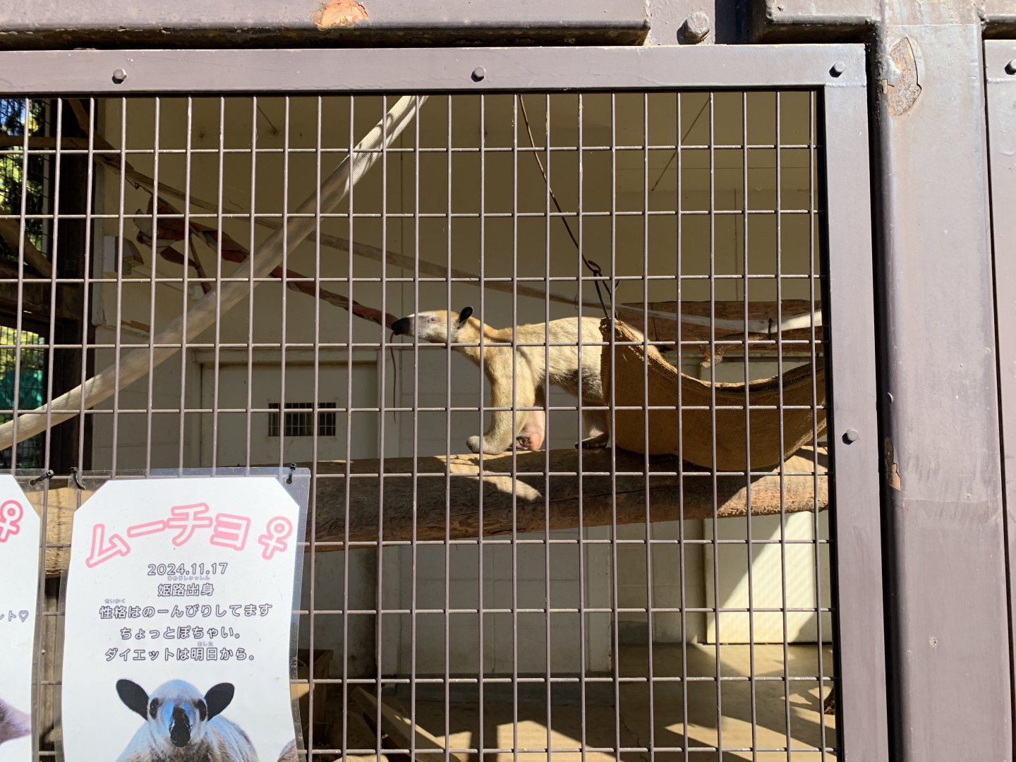 Southern Tamandua (Himeji City Zoo)