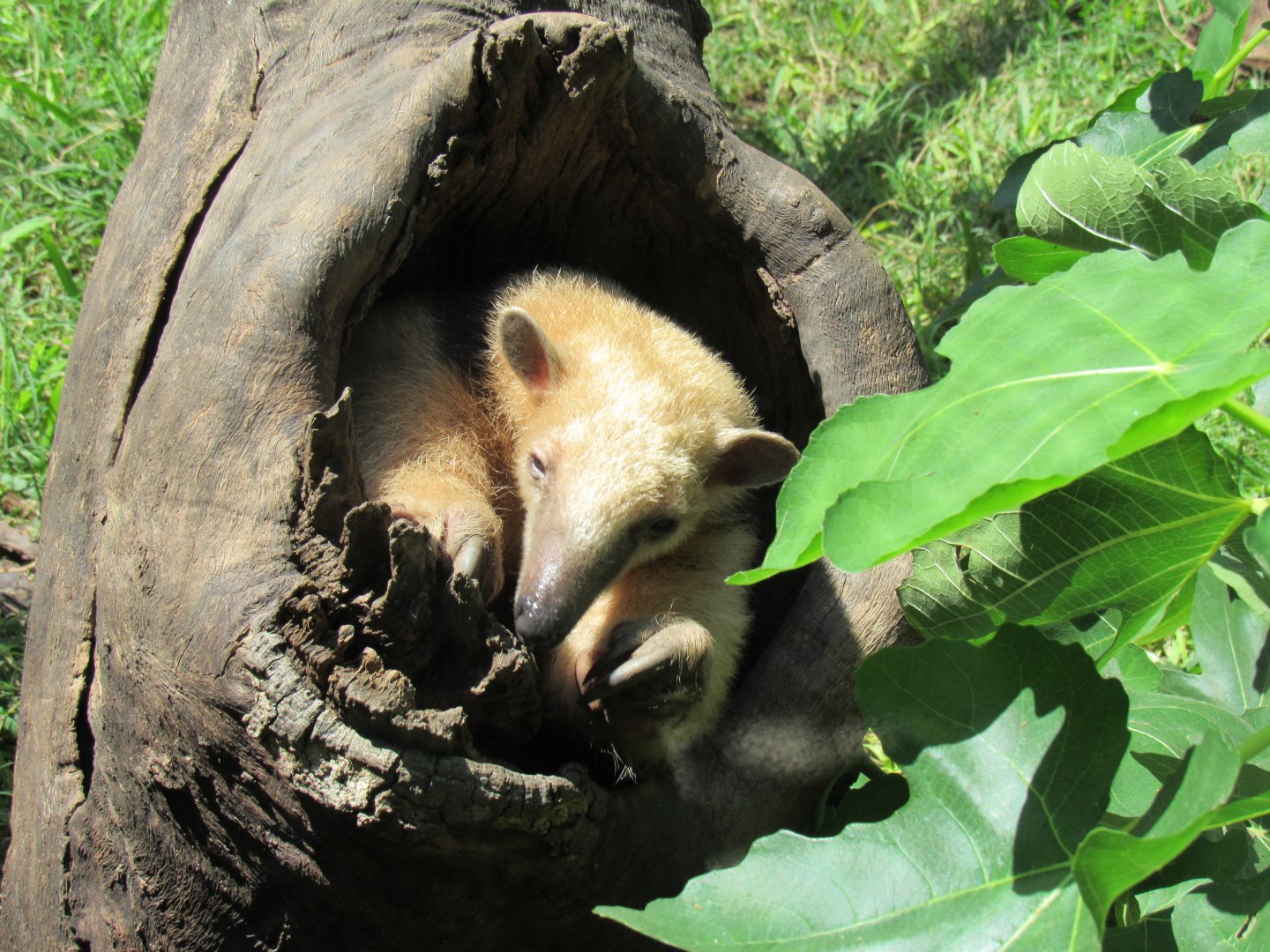 Southern Tamandua in Log