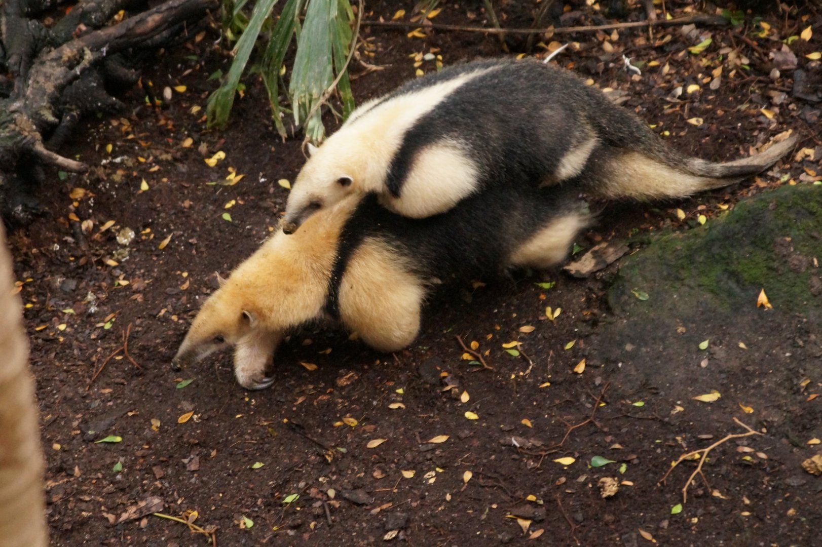 Southern Tamandua in the Rainforest Life exhibit