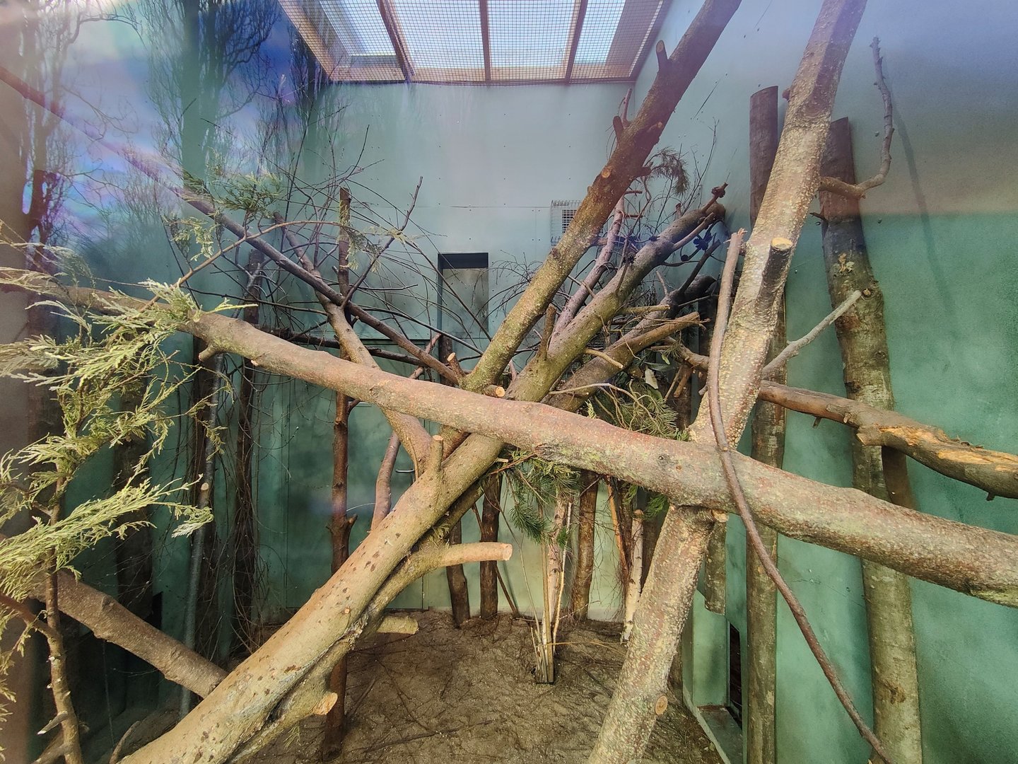 Southern tamandua indoor enclosure (2)