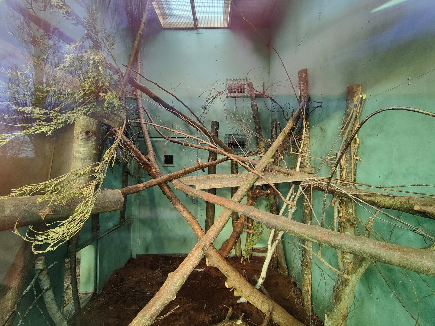 Southern tamandua indoor enclosure