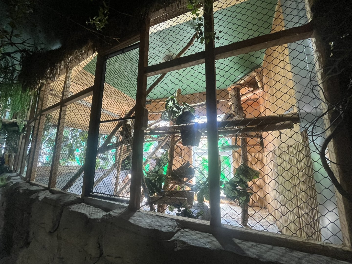 Southern Tamandua indoor exhibit