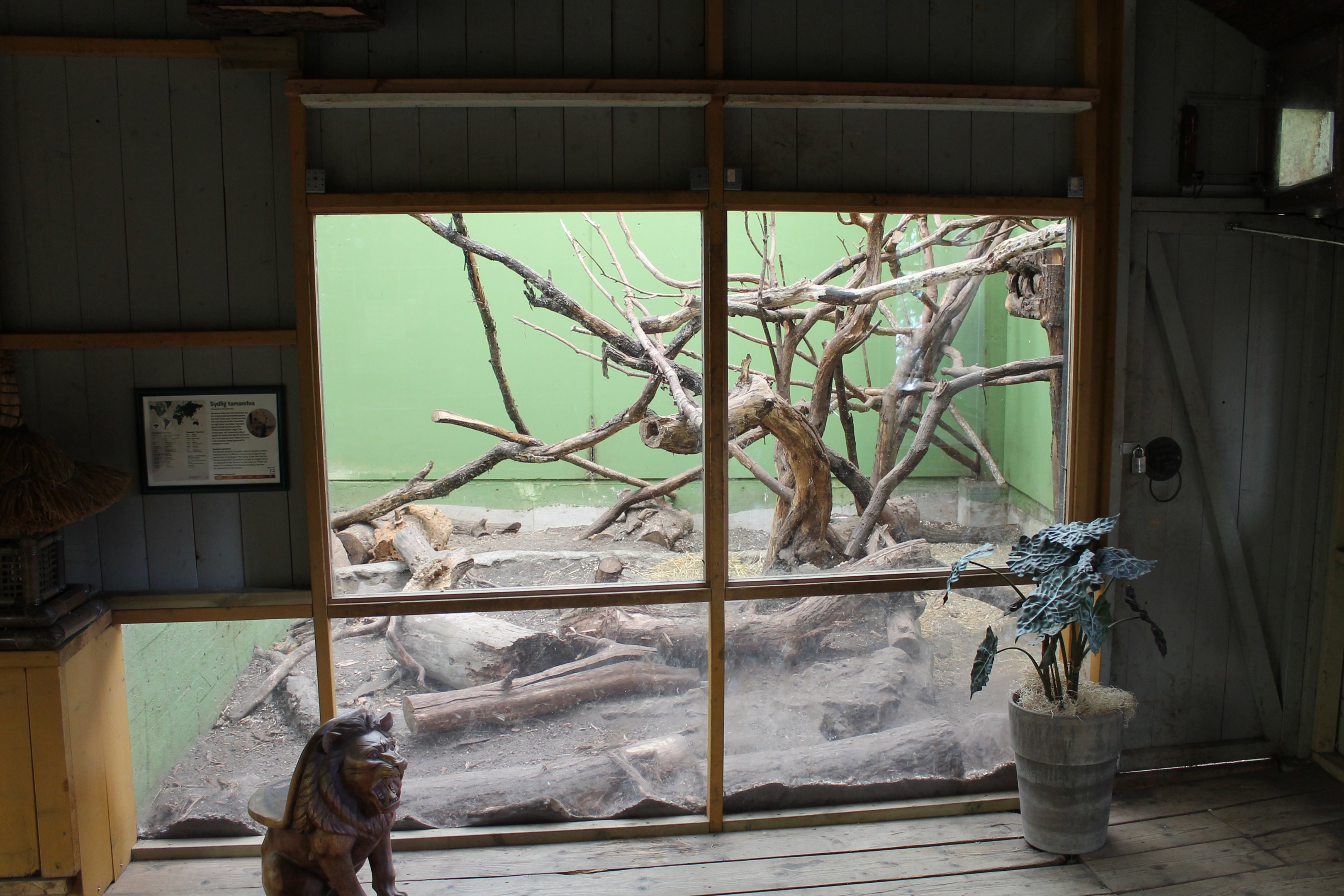 Southern tamandua indoors | The Asia Pavilion