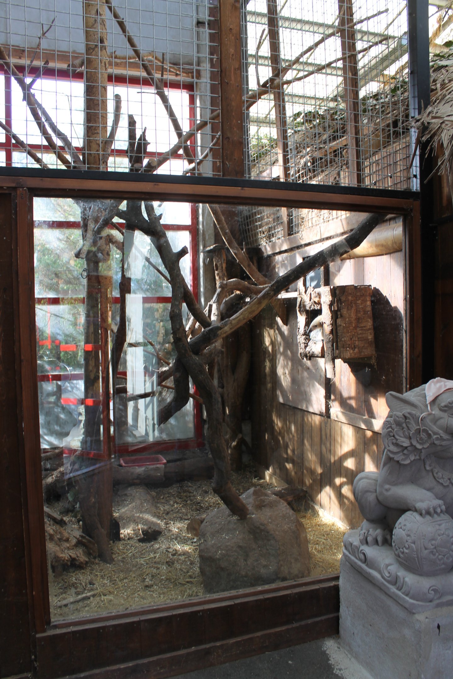 Southern tamandua indoors | The Asia Pavilion