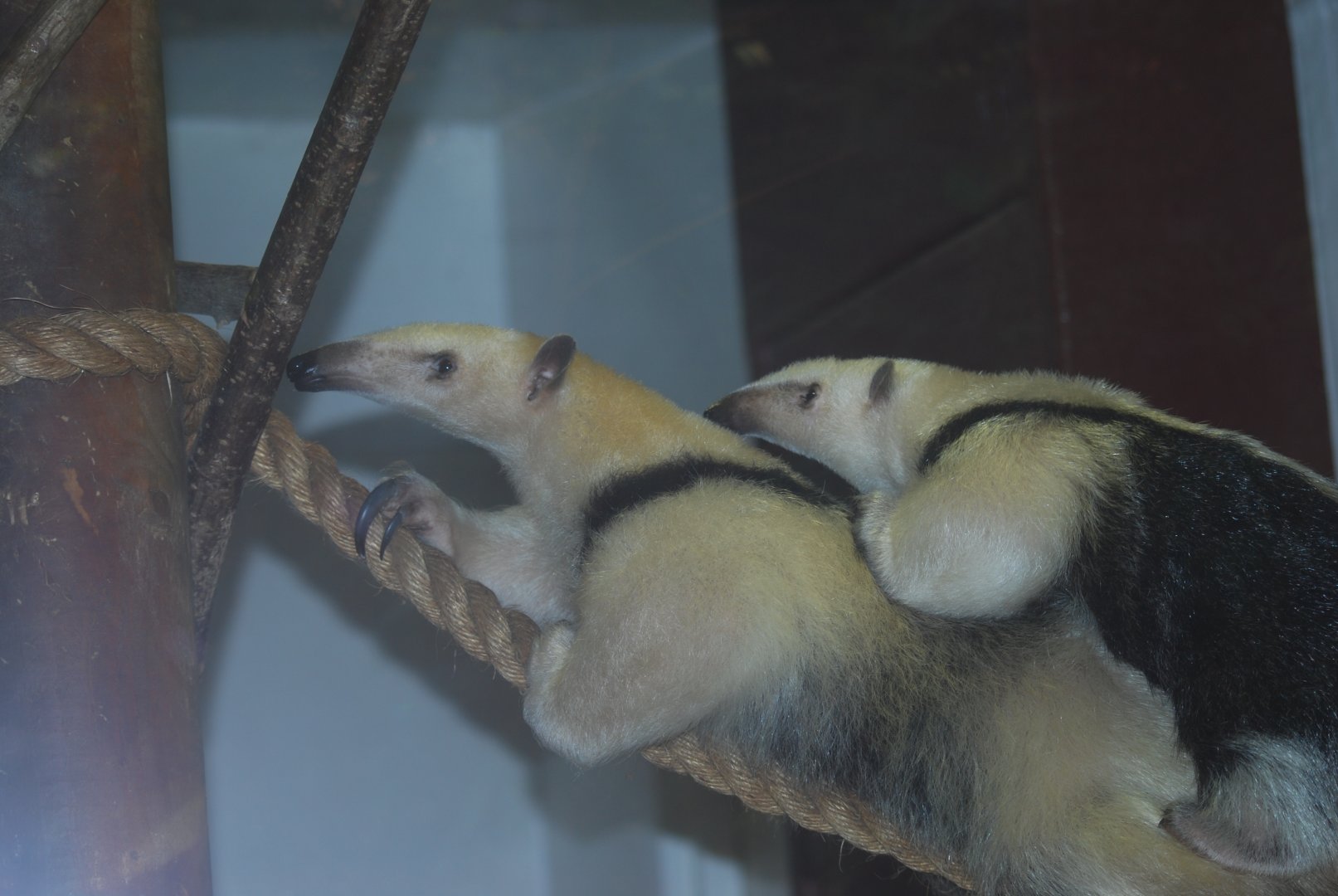 Southern tamandua mother and young