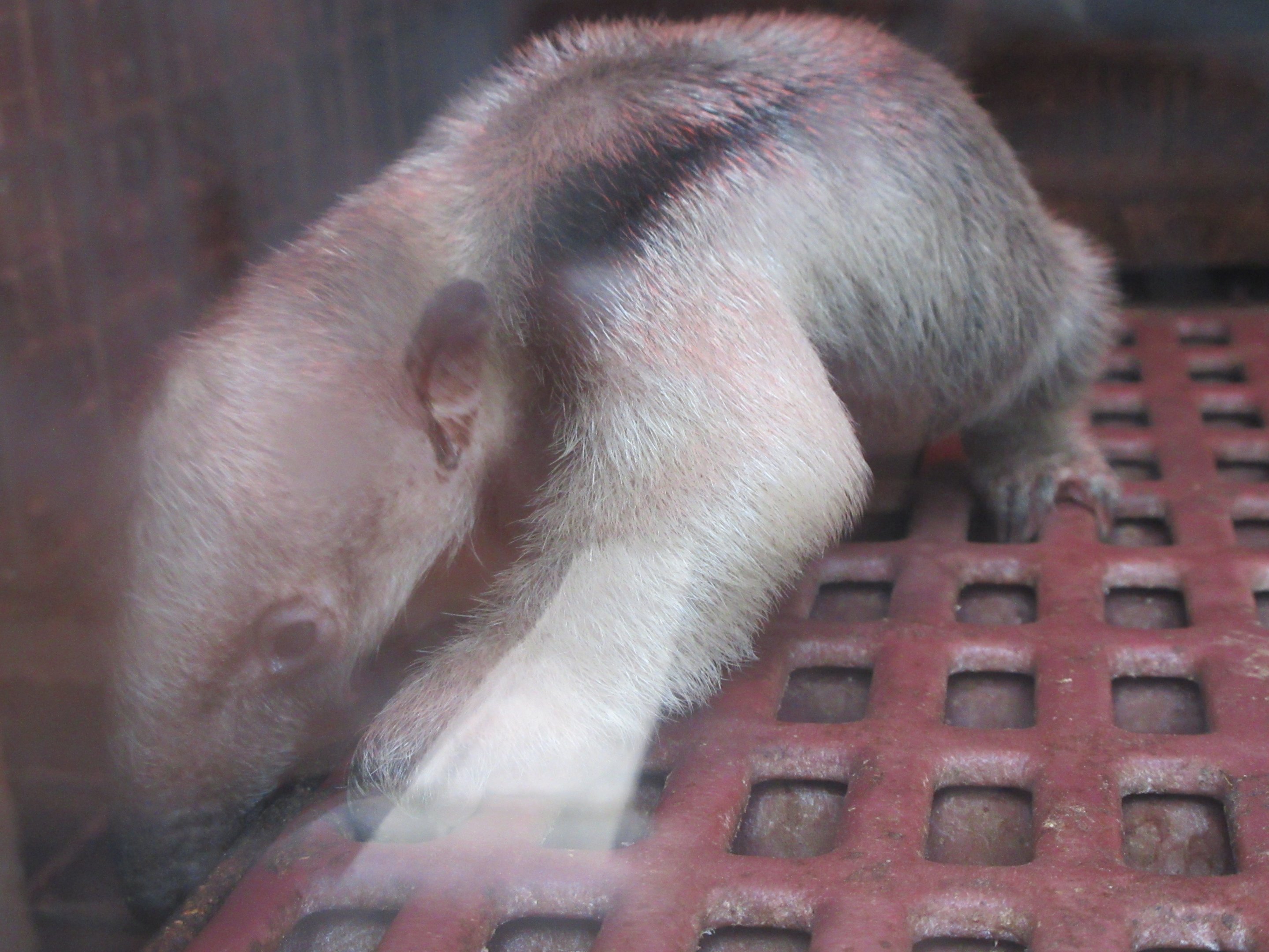 Southern Tamandua (newborn)