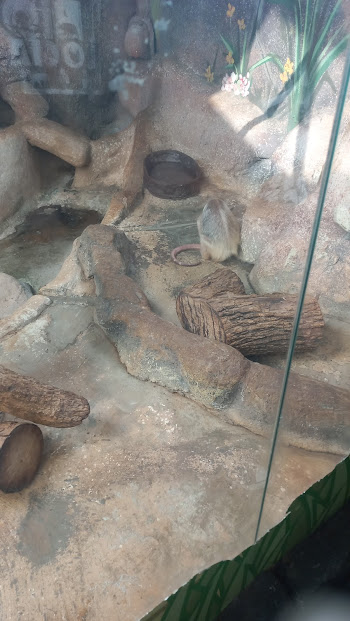 Southern tamandua - São Paulo aquarium